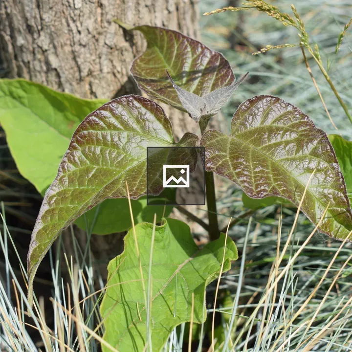 Young plants near a tree trunk