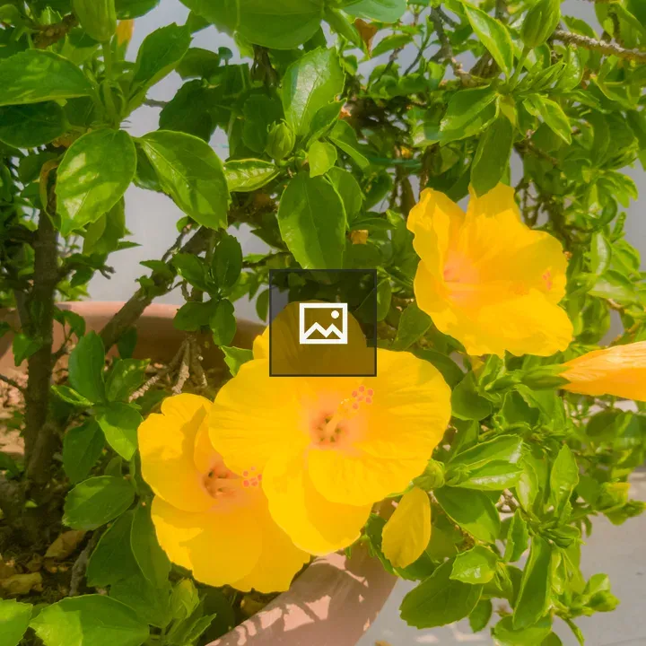 Yellow hibiscus in terracotta pot