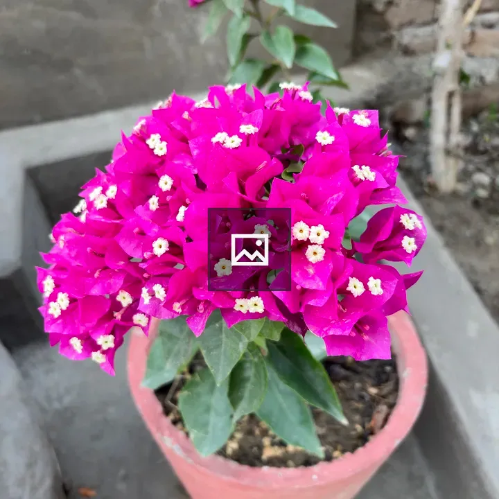 Bougainvillea in a Pot