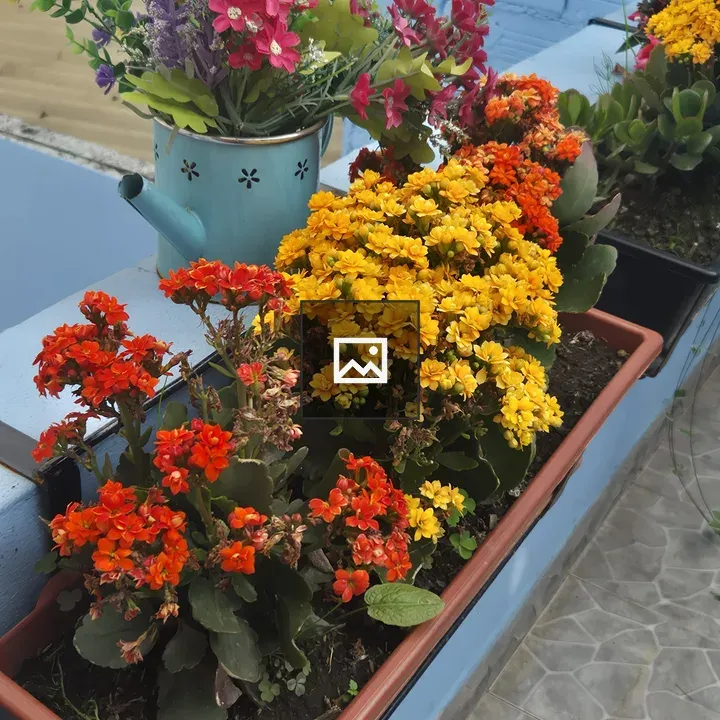 Colorful Flower Arrangement in Pots