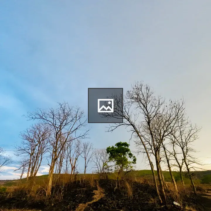 Bare Trees Landscape