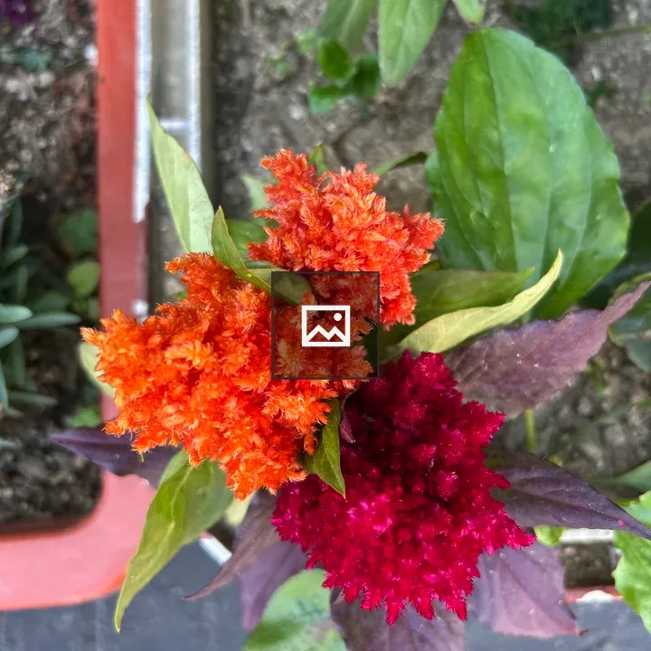 Cockscomb Flowers in Garden