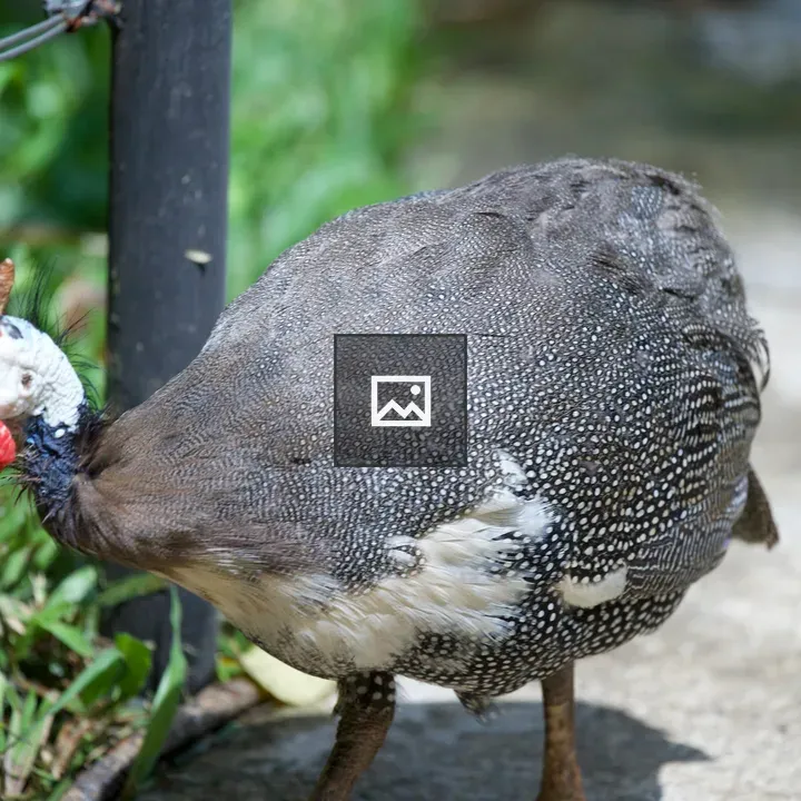 Guinea fowl walking on ground