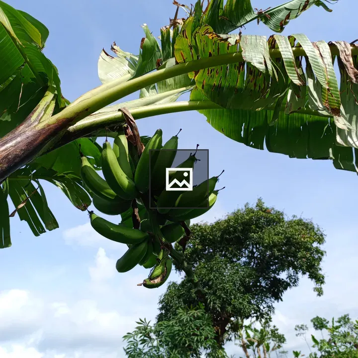 Banana Plant with Green Bananas