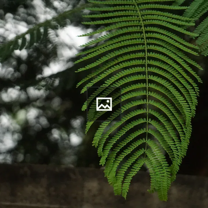 Close-up Fern Leaf