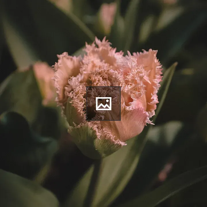 Light pink tulip blooming