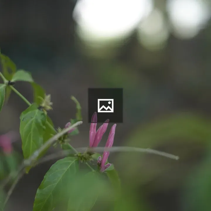 Unopened pink flower buds