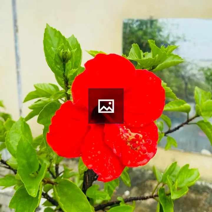 Red Hibiscus with Water Droplets