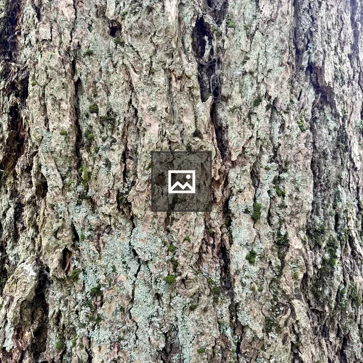 Pine Bark with Lichen and Moss