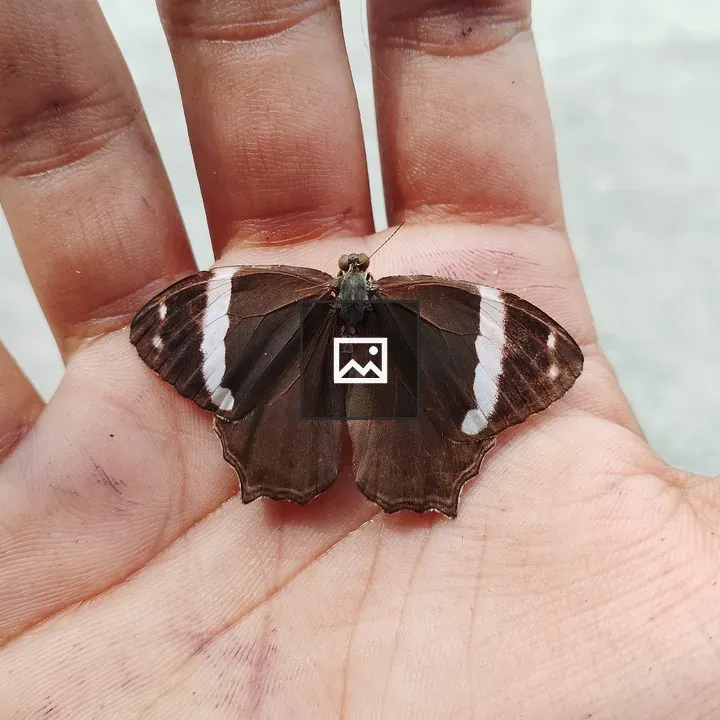Dark brown butterfly on open hand