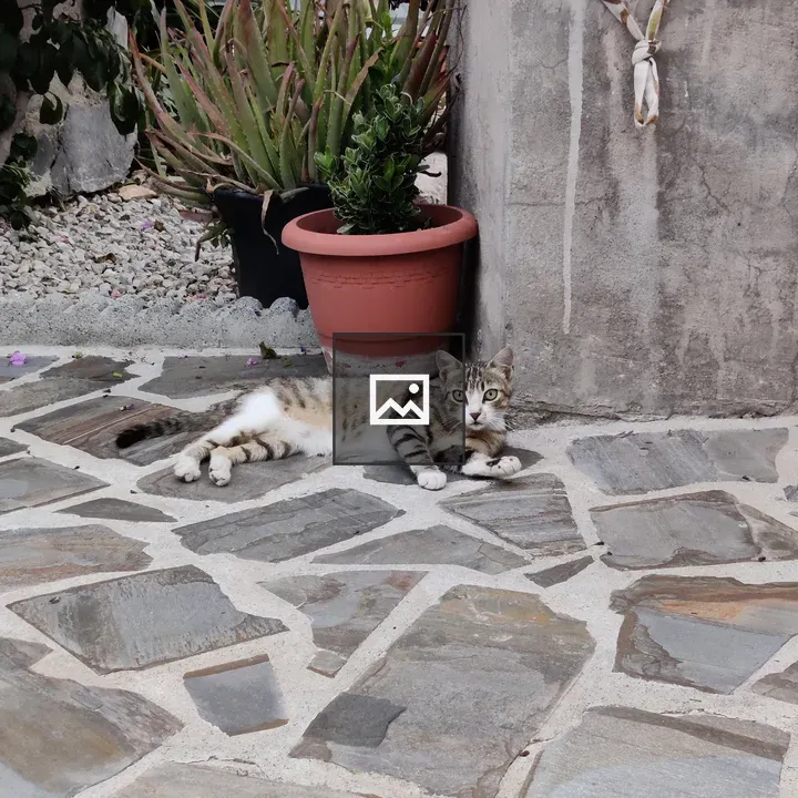Surprised Cat on Stone Floor