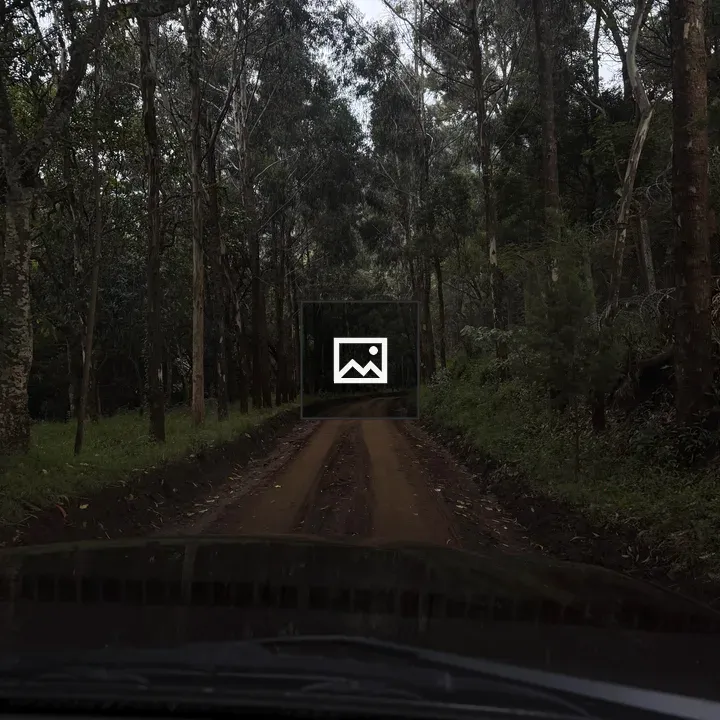 Dark Road Through Forest