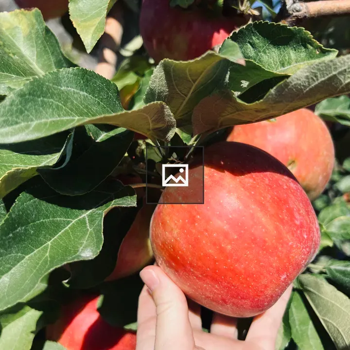 Apple Picking Scene
