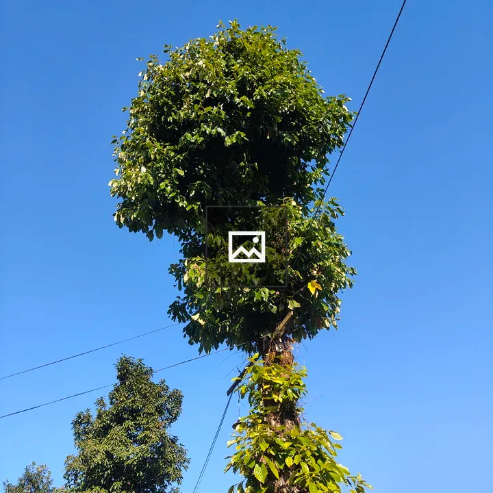 Tall tree with lush rounded canopy
