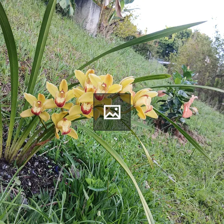 Cluster of yellow orchids