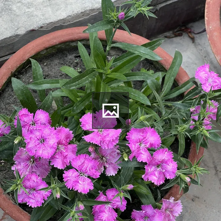 Dianthus Flowers in Pot