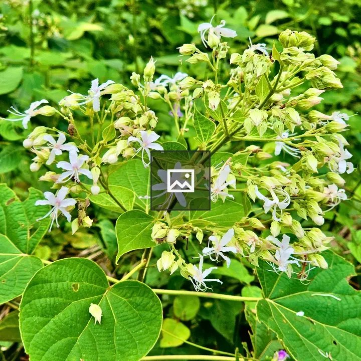 Clerodendrum infortunatum flower