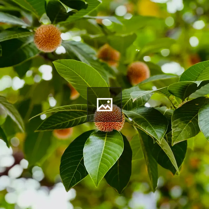 Kadam Flower Tree