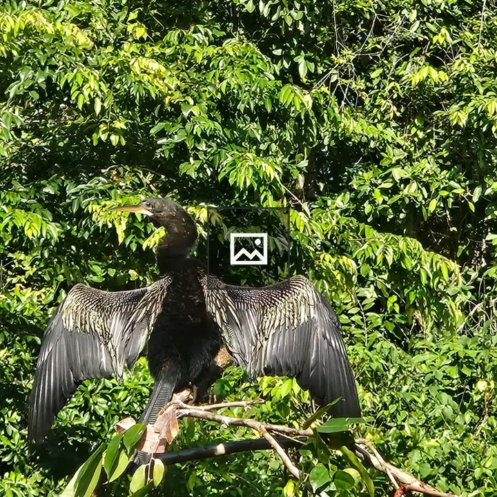Black bird on branch