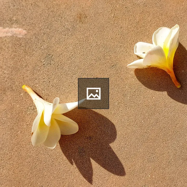 Two Frangipani Flowers