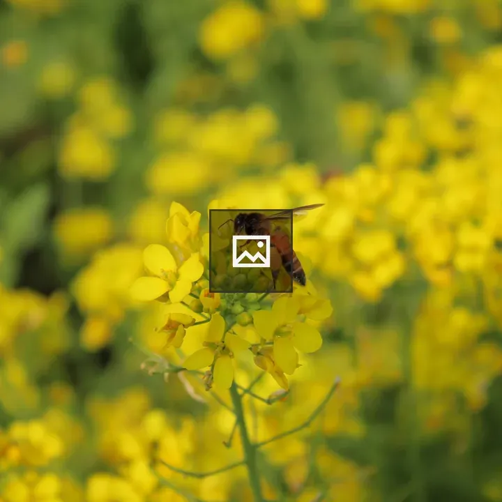 Bees Collecting Pollen from Mustard Flowers