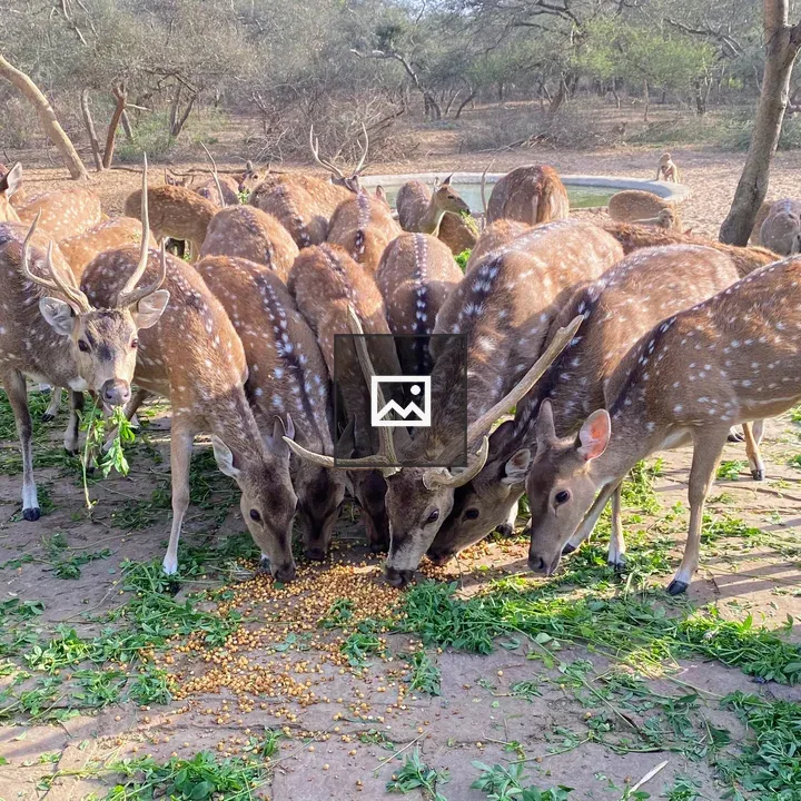 Group of deer and monkey by pond