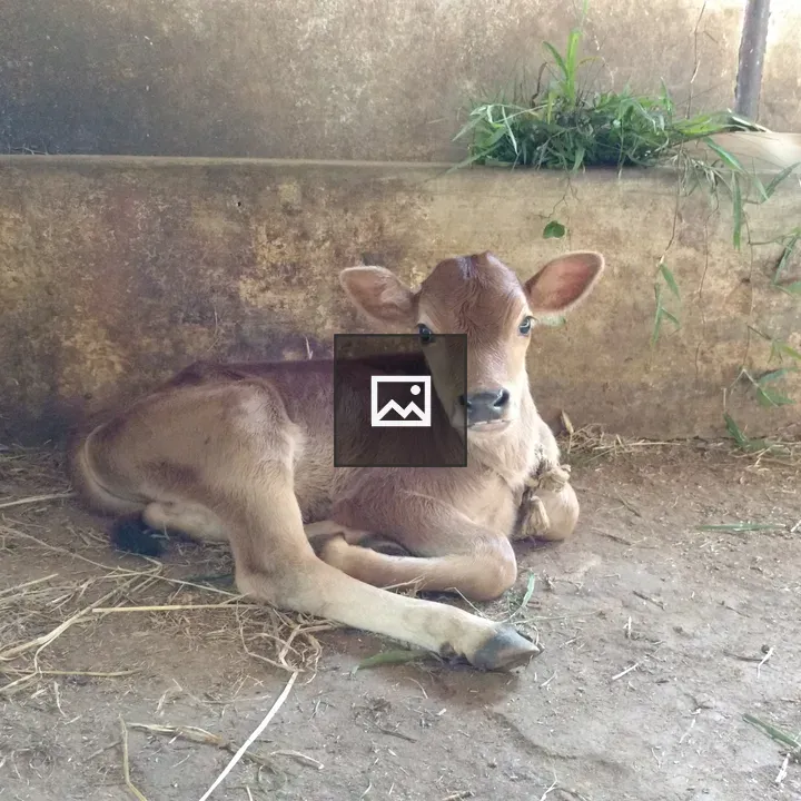Calf resting in barn