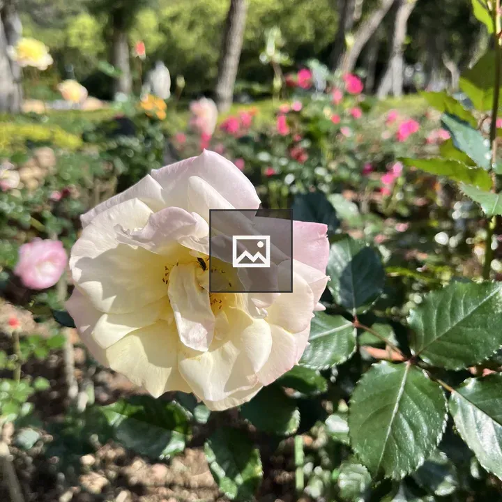 White Rose in Garden