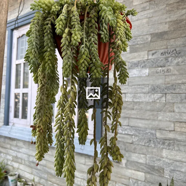 Hanging pot with cascading succulents