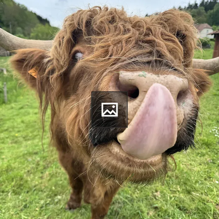 Cheeky Scottish Highlander in Waldsccheid