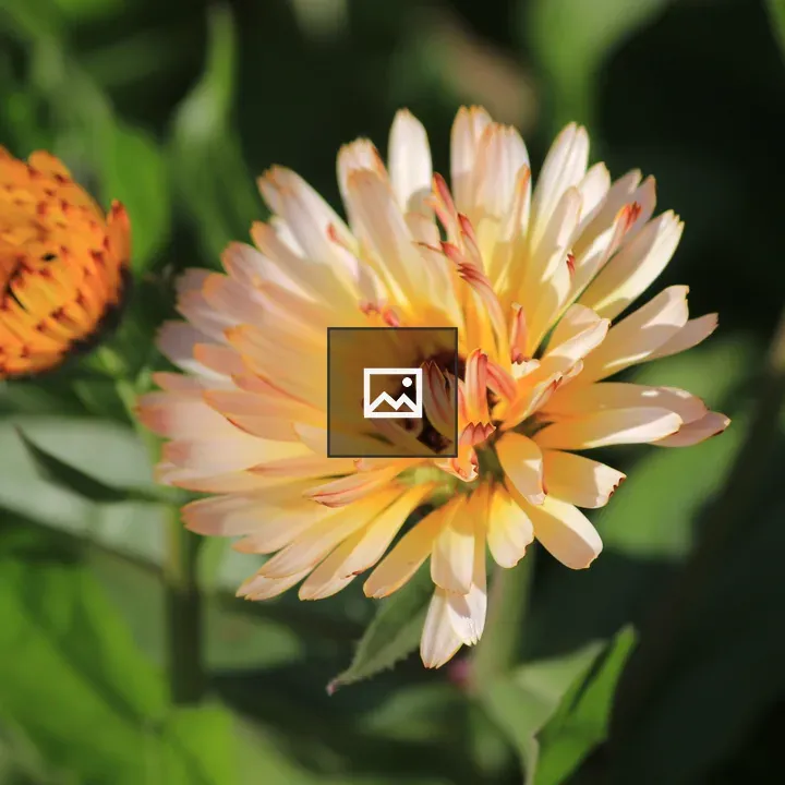 Orange and Yellow Ice Plant Flowers