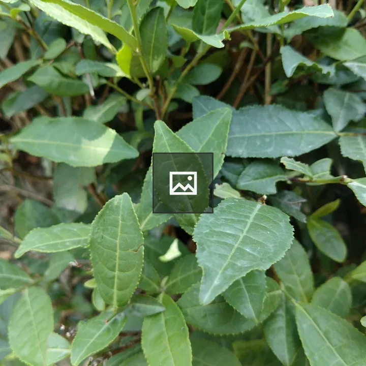Close-up Leaves on Bush