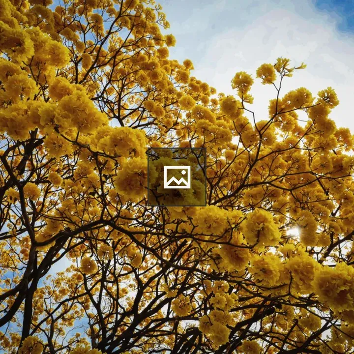 Tree with yellow blossoms