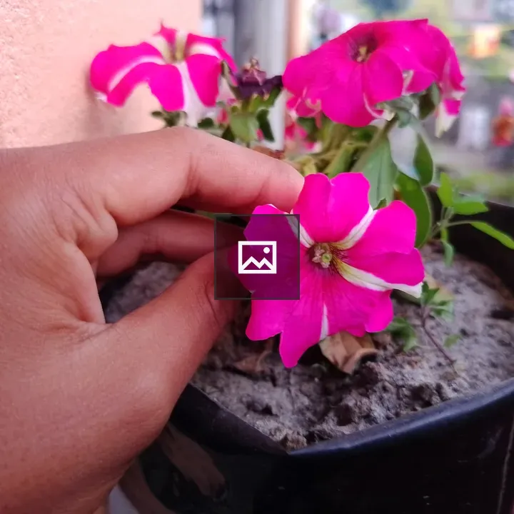 Pink petunia and plant in pot