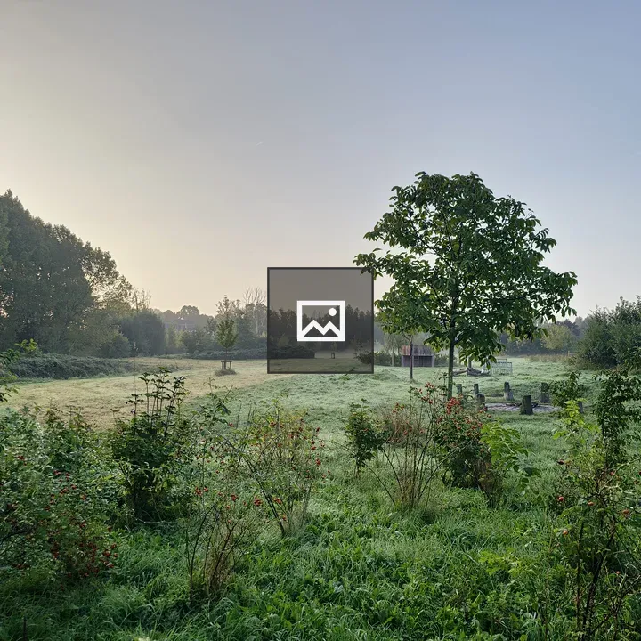 Local park at dawn