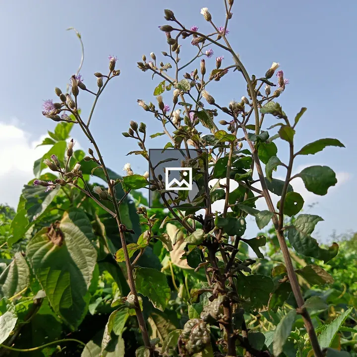 Tall plant with purple and white flowers