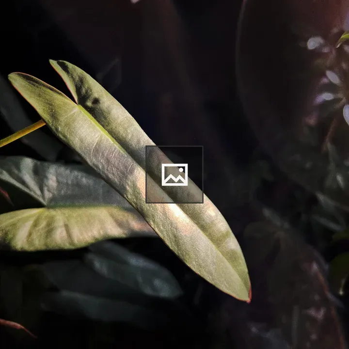 Philodendron leaf in morning sun