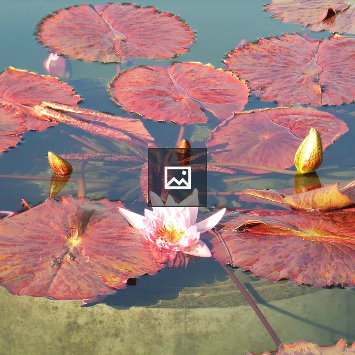 Water Lily in Autumn