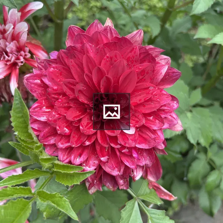 Vibrant red dahlia in bloom