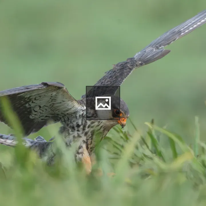 Amur Falcon (Female) on Ground