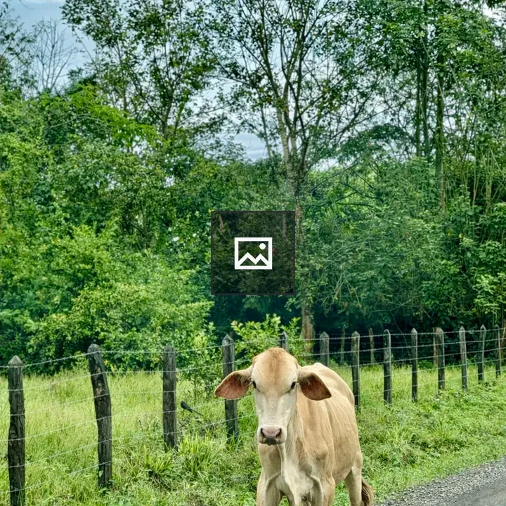Calf Walking Along Gravel Road