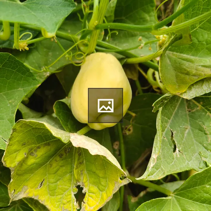 Close-up of green chayote growing