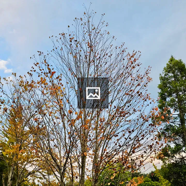 Tall tree branches with autumn leaves