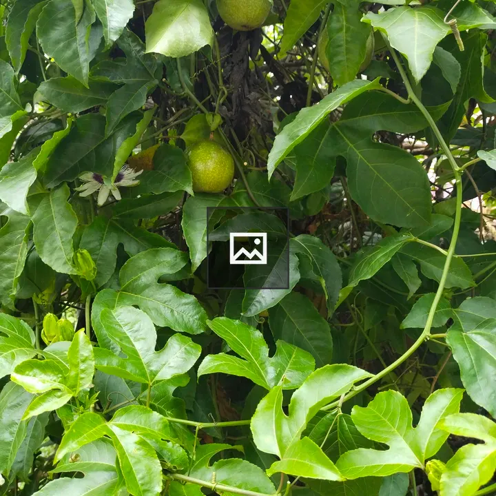 Passion fruit plant close-up