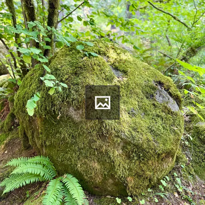 Mossy Rock by Stream