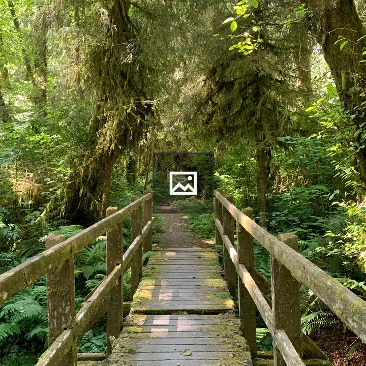 Wooden footbridge on rainforest trail