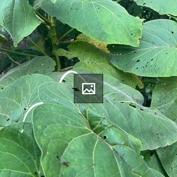 Hoja Santa plant