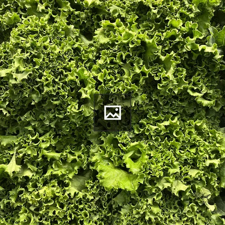 Lettuce in Portrait