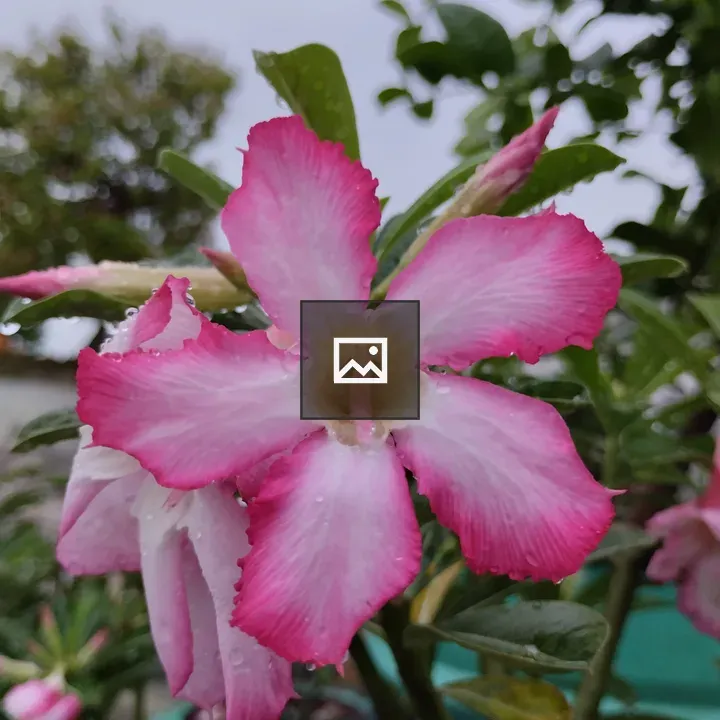 Desert Rose (Adenium obesum)