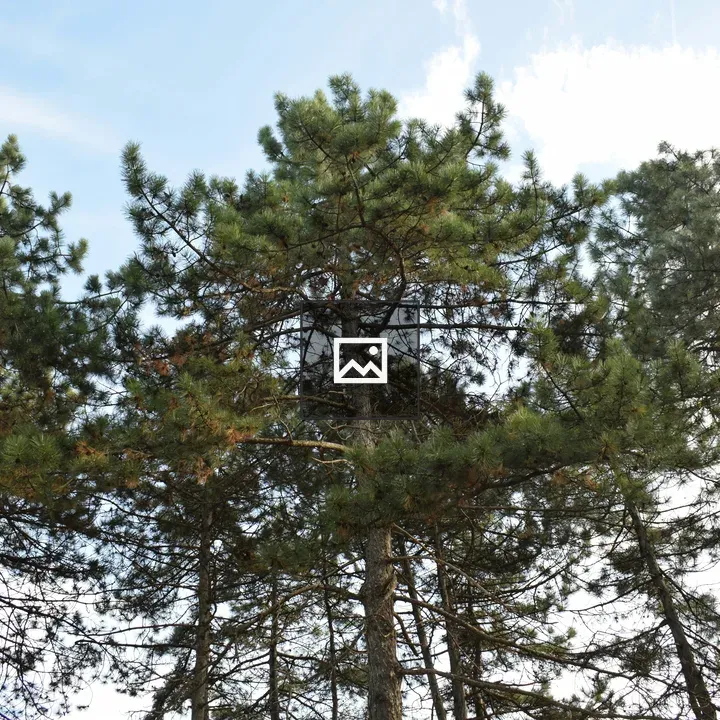 Pine Trees Reaching Toward Sky